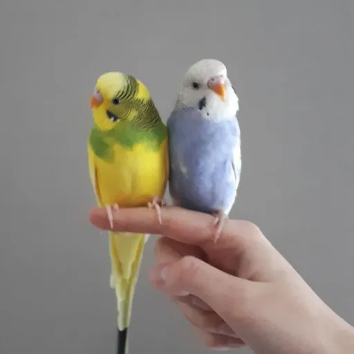 creator Parakeets's avatar