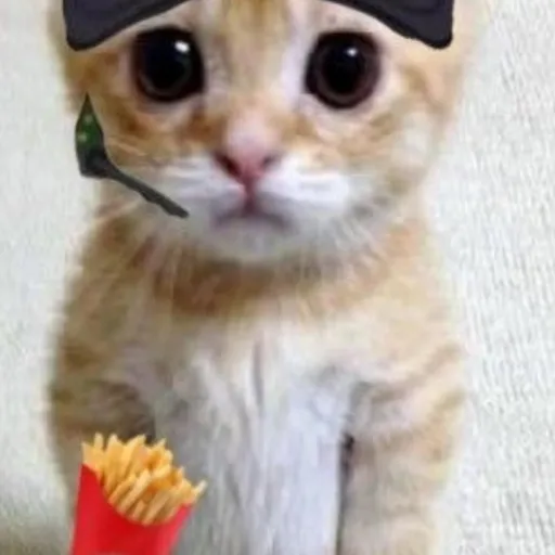 creator McDonald's cat's avatar
