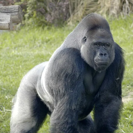 creator Sliver Gorilla Man's avatar