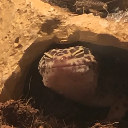 creator AshyBoi26's avatar