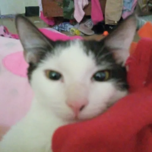 creator kittty grli's avatar
