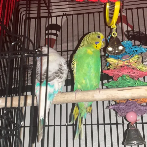 creator My cute birds :3's avatar