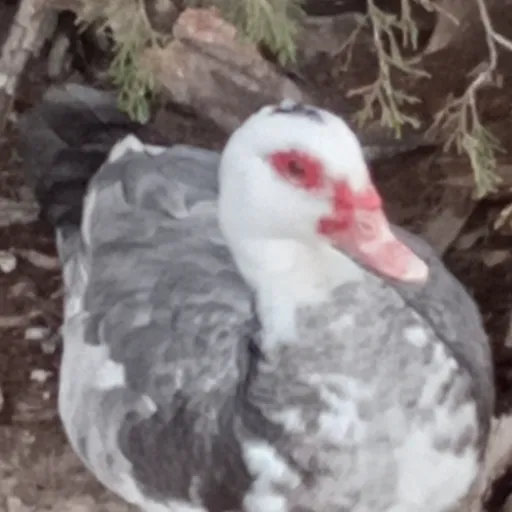creator i_am_a_DUCK's avatar