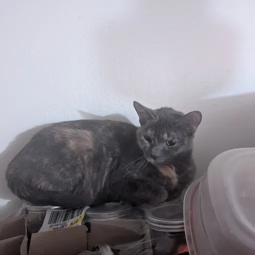 creator Eisha the cat's avatar