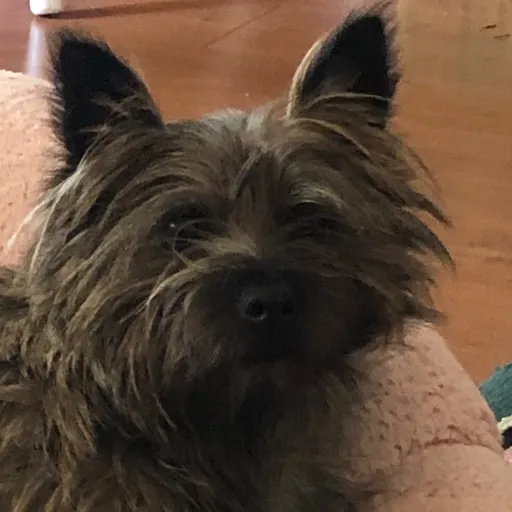 talkie's author avatar