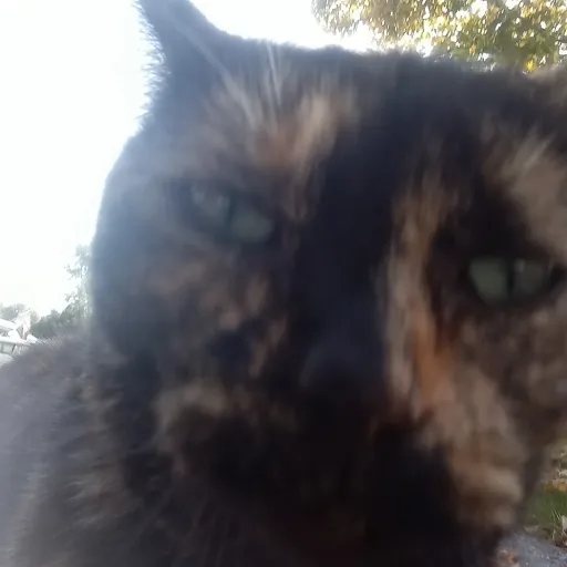 creator angry cat 101's avatar