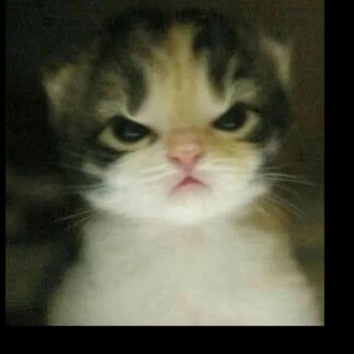 creator _ANGRYKITTY_'s avatar