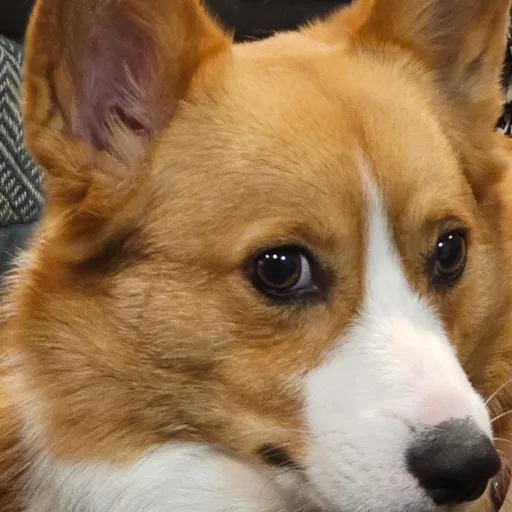 creator Orange buddy's avatar