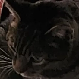 creator Random_Local_Cat's avatar