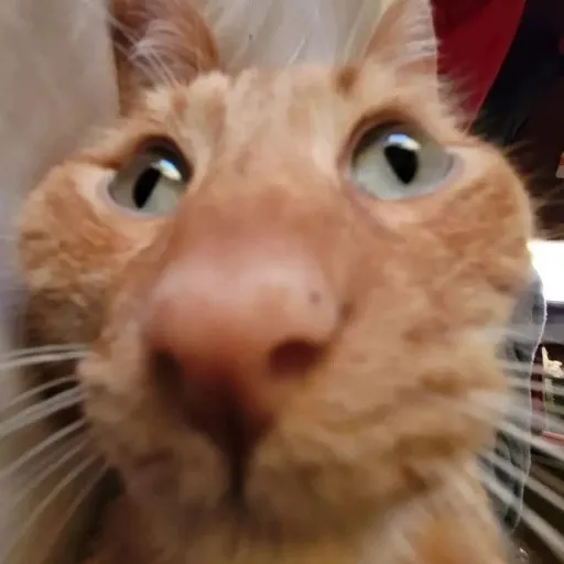 creator Odd cat-thing's avatar
