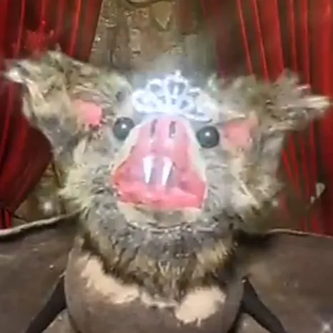 creator 𝙴𝚕 𝙱𝚒𝚐𝚐𝚒𝚎 𝟺 𝚕𝚒𝚏𝚎's avatar