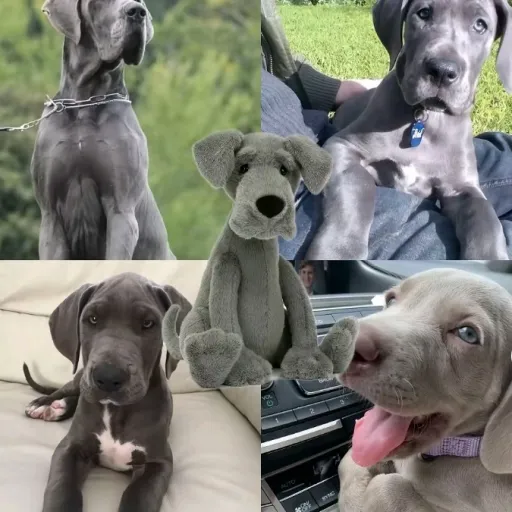 creator I 💗 great danes🎀💐✨'s avatar