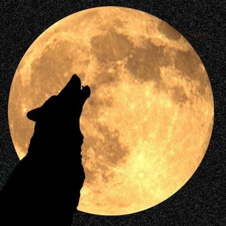 creator Moonlightbunny's avatar