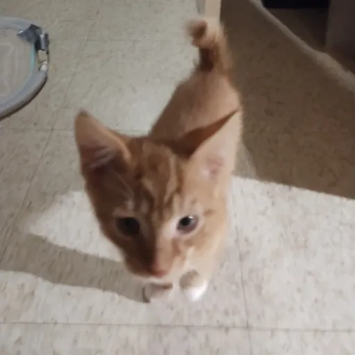 creator mycatwentmissing's avatar
