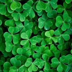 creator 🍀~Clover~🍀's avatar