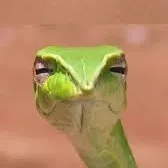 creator angDaBoss's avatar