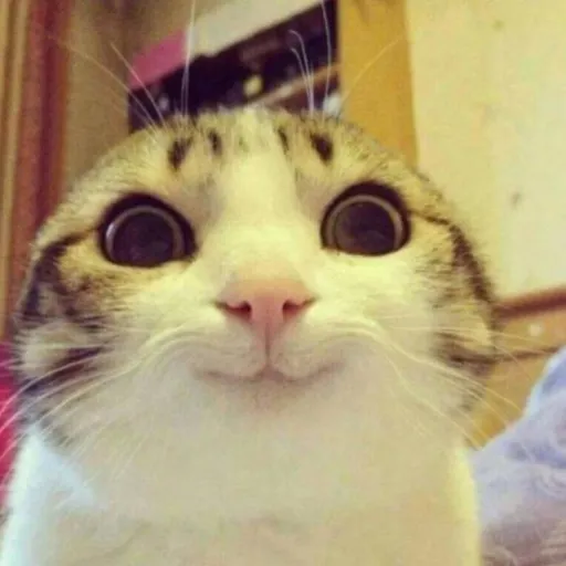 creator That little bitçħ's avatar