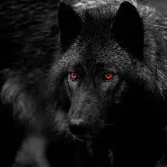 creator 🐺➶➶➶➶ 𝒑𝒓𝒊𝒅𝒆 ➷➷➷➷🐺's avatar