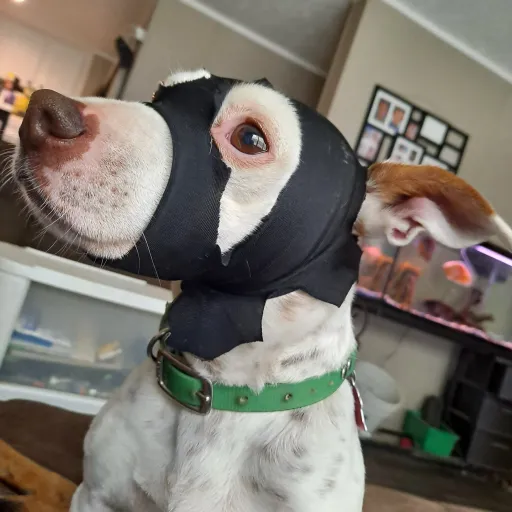 creator SugarIsDahDawg's avatar