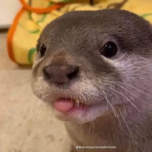 creator Otter 123's avatar