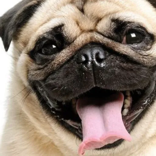 creator Puggo's avatar
