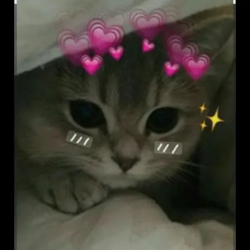 creator I'm your kitten :3's avatar