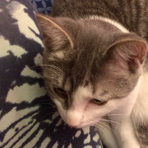 talkie's author avatar