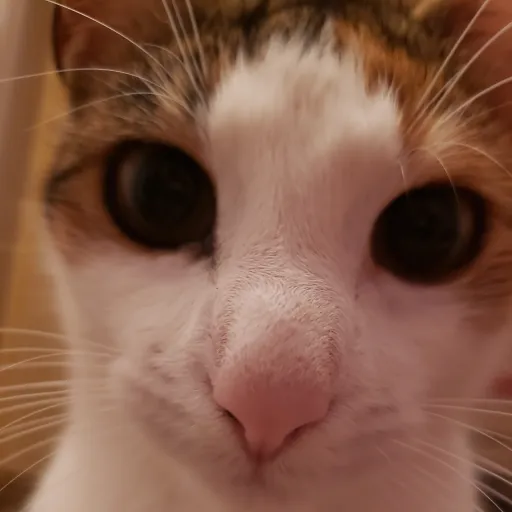 creator kitttty's avatar