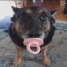 creator poopy doopy's avatar