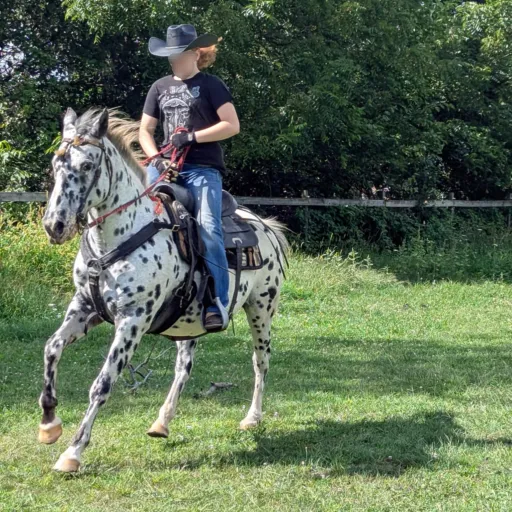 creator Tank🐎🥎🇬🇧's avatar
