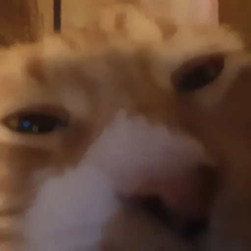 creator KITTYYYYYYYYYYYY's avatar