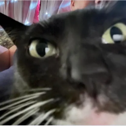 creator SH3LLY/ DIVA OREO's avatar