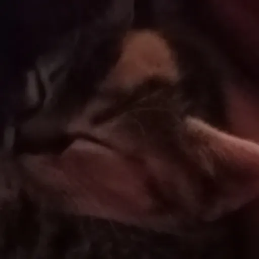 creator Mycatnotyous's avatar