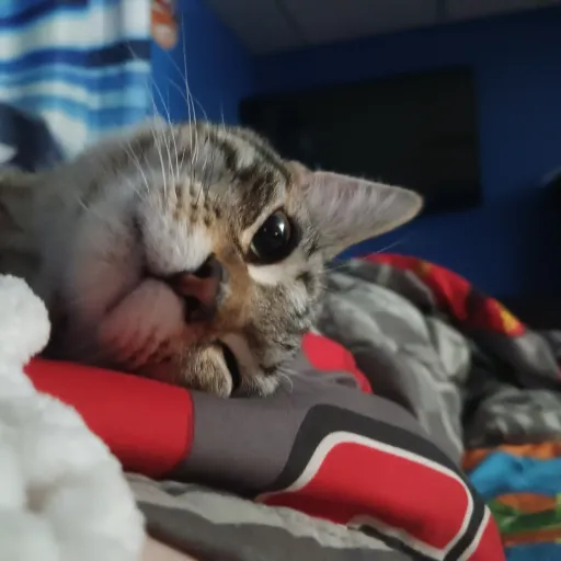 talkie's author avatar