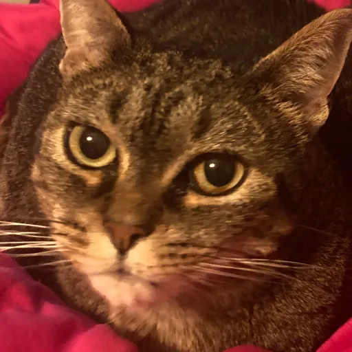 creator Catsss are cute's avatar