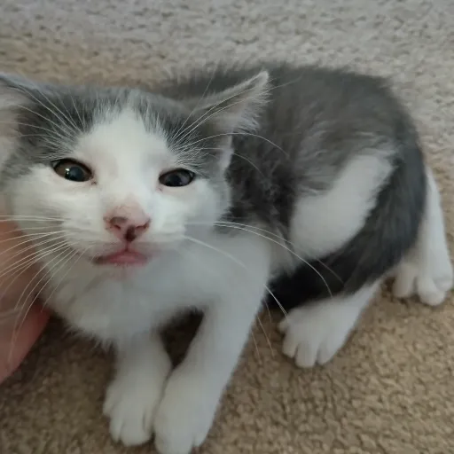 creator cat lover123455678's avatar