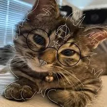 creator tortoiseshell cat's avatar