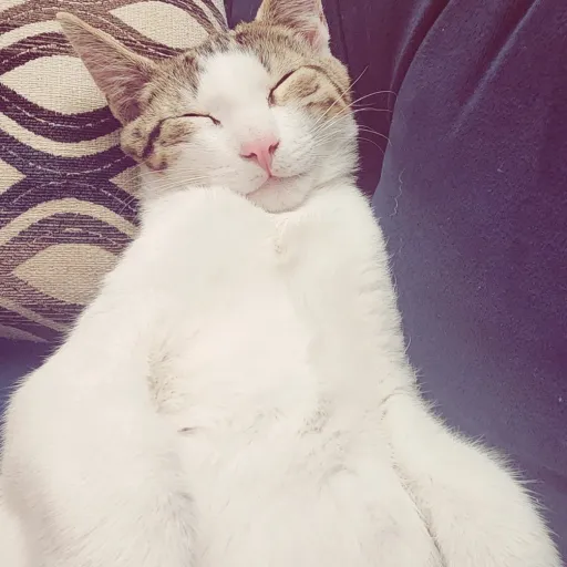 creator Akina 💙 💜's avatar