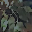 creator zero_onpaws's avatar