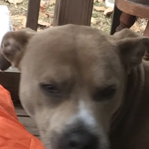 creator DuckGUI's avatar