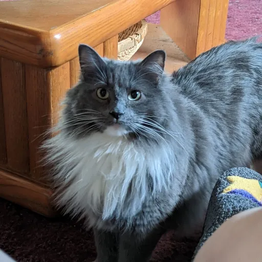 creator SmookFloof's avatar