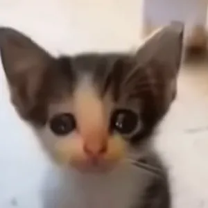 creator Yubulyme:c's avatar