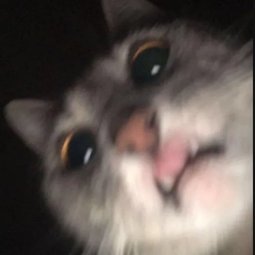 creator bibish's avatar