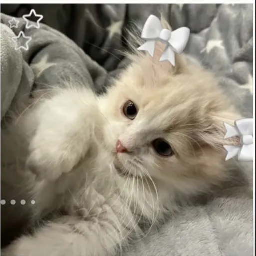 creator Zoe the kitten👀's avatar