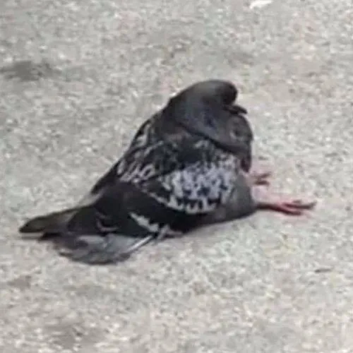 creator Sitting Pigeon's avatar