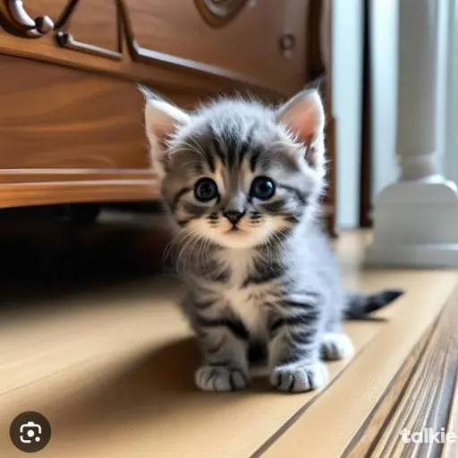 creator Ilovecats76377's avatar