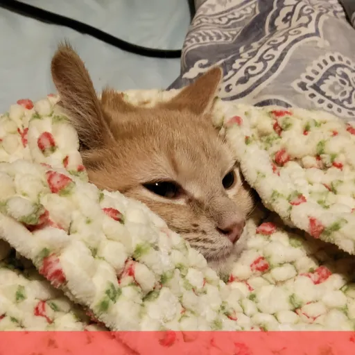 creator Burrito baby's avatar