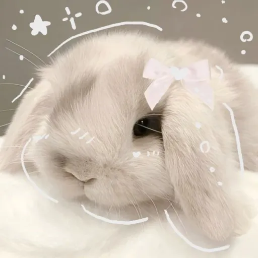 creator cooki :D's avatar
