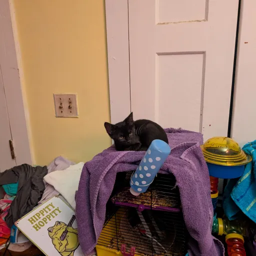 talkie's author avatar