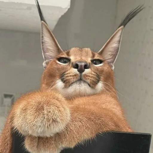 creator TacoIzNotInsane:]'s avatar